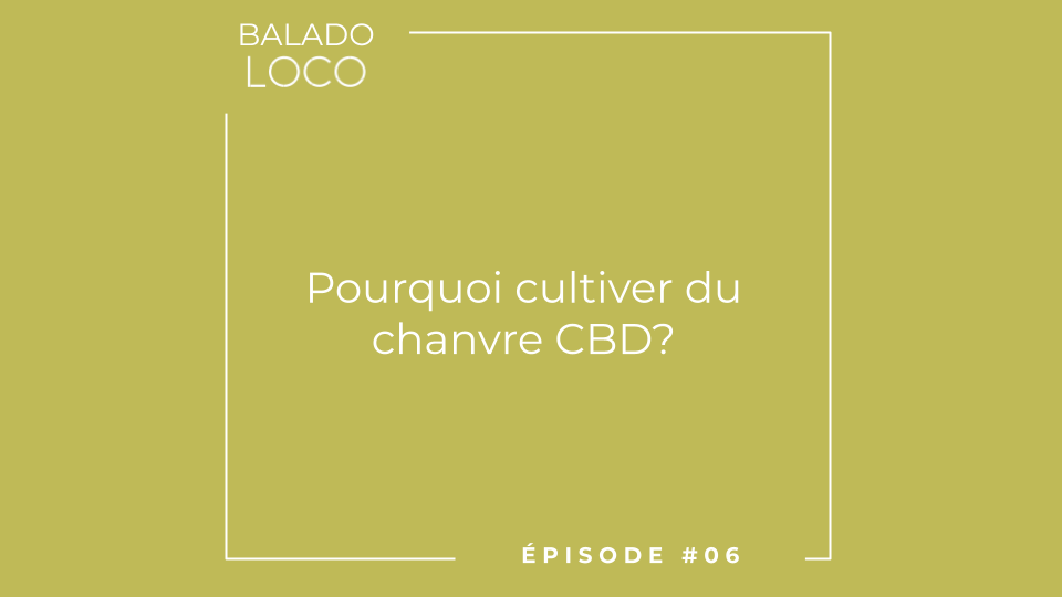 Balado LOCO - Épisode 06 - Pourquoi cultiver du chanvre CBD?