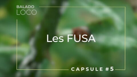 Les fusa